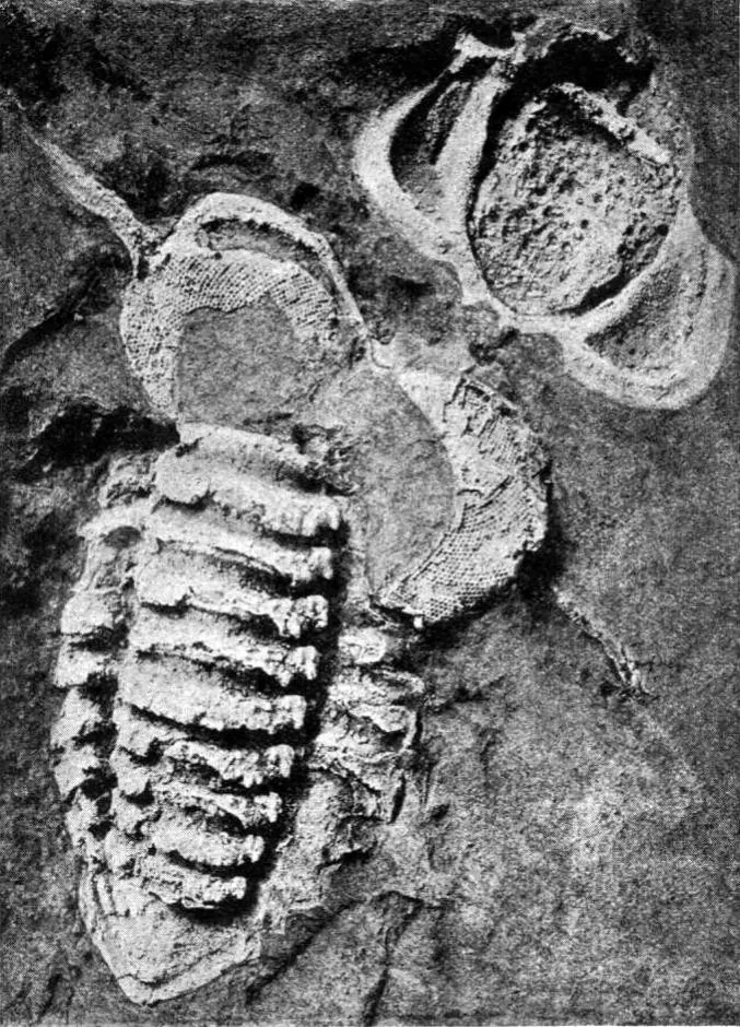 Telephina spinifera — photo 2