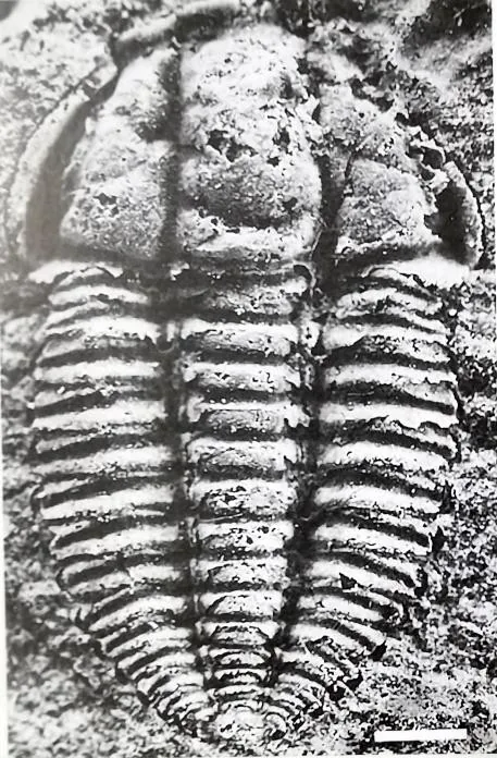 Teljanzella fengzuensis