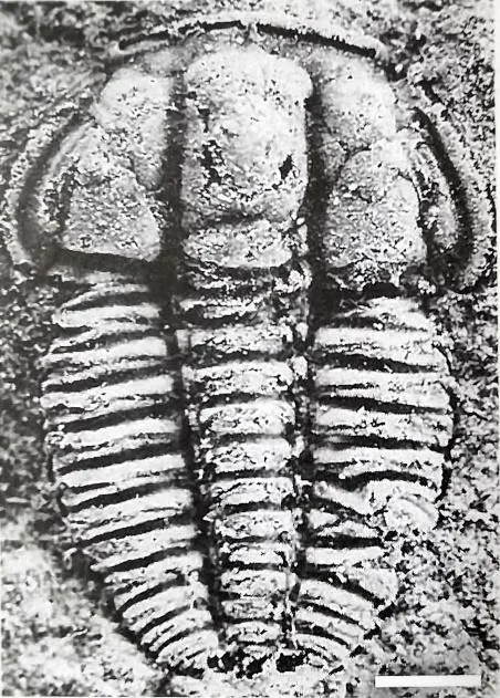Teljanzella fengzuensis — photo 2