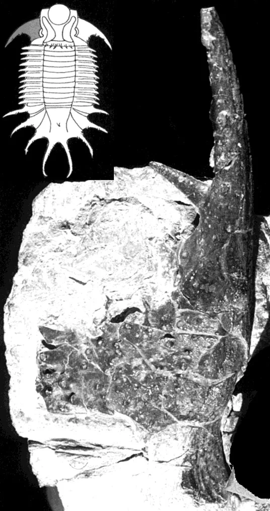 Terataspis grandis — photo 5