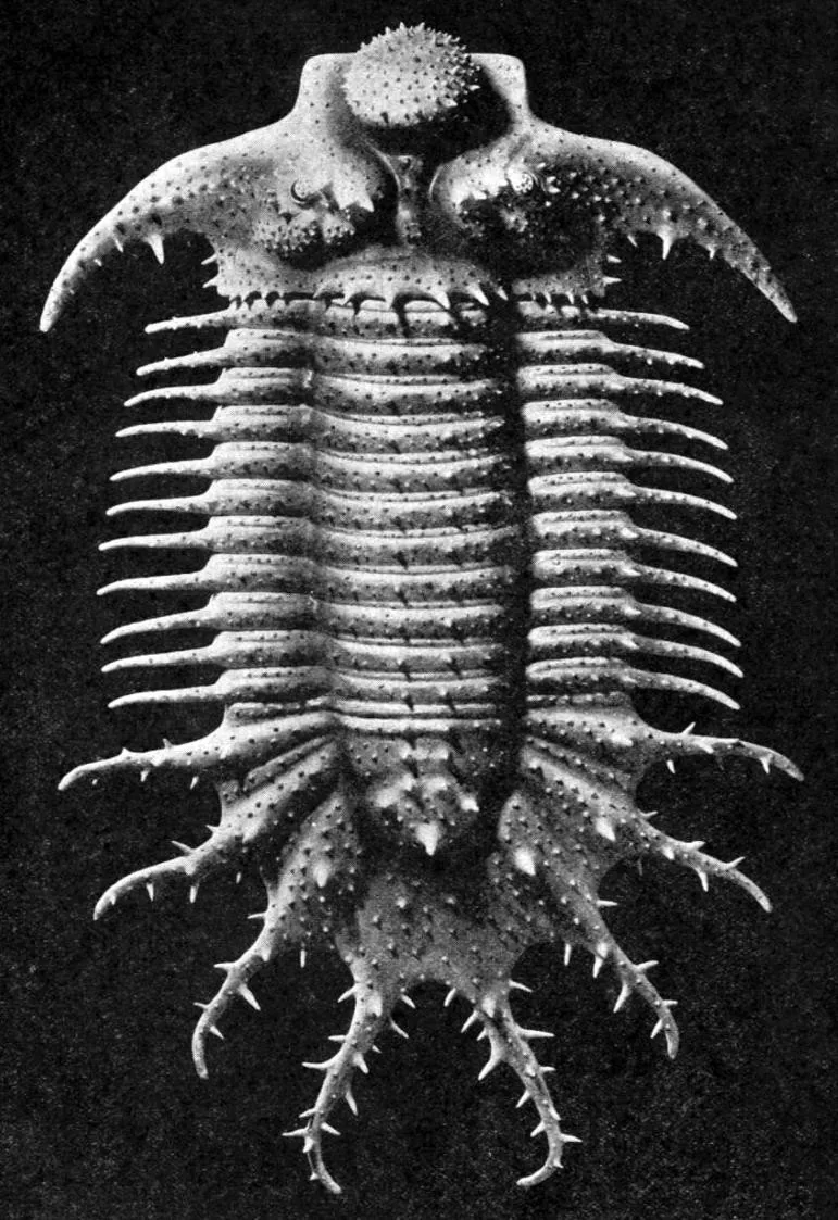 Terataspis grandis — photo 6