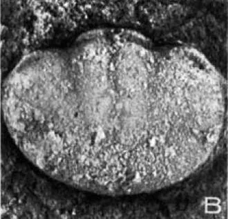 Thoracocare minuta