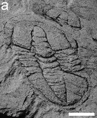Toledodiscus valverdi