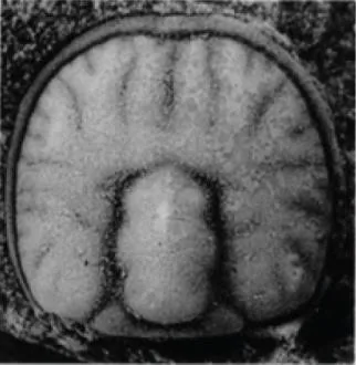 Tomagnostella exsculpta