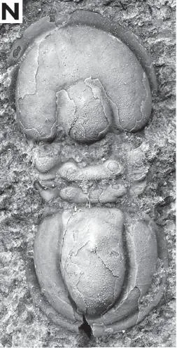 Tomagnostella exsculpta — photo 2