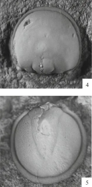 Tomagnostella orientalis