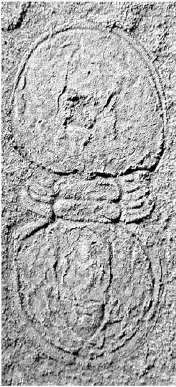 Tomagnostella orientalis — photo 3