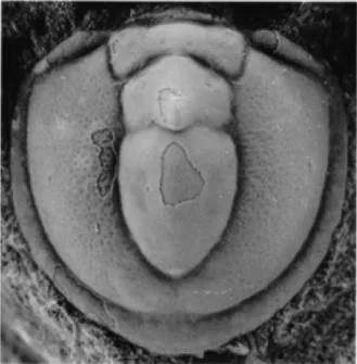Tomagnostella sulcifera