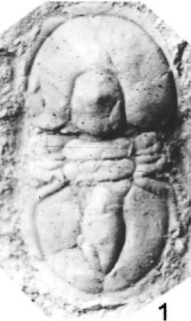 Tomagnostella sulcifera — photo 3