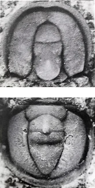 Tomagnostus ezhuangensis