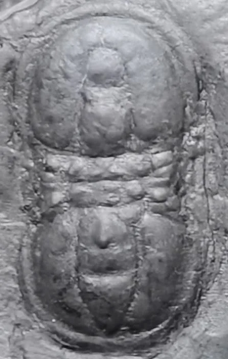 Tomagnostus ezhuangensis — photo 3