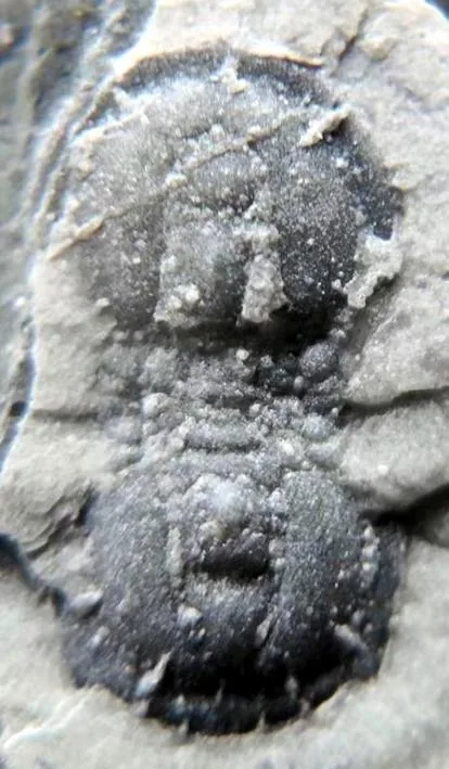 Tomagnostus ezhuangensis — photo 4
