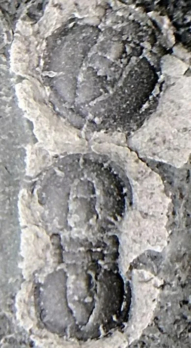 Tomagnostus ezhuangensis — photo 5