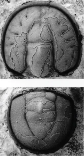 Tomagnostus fissus