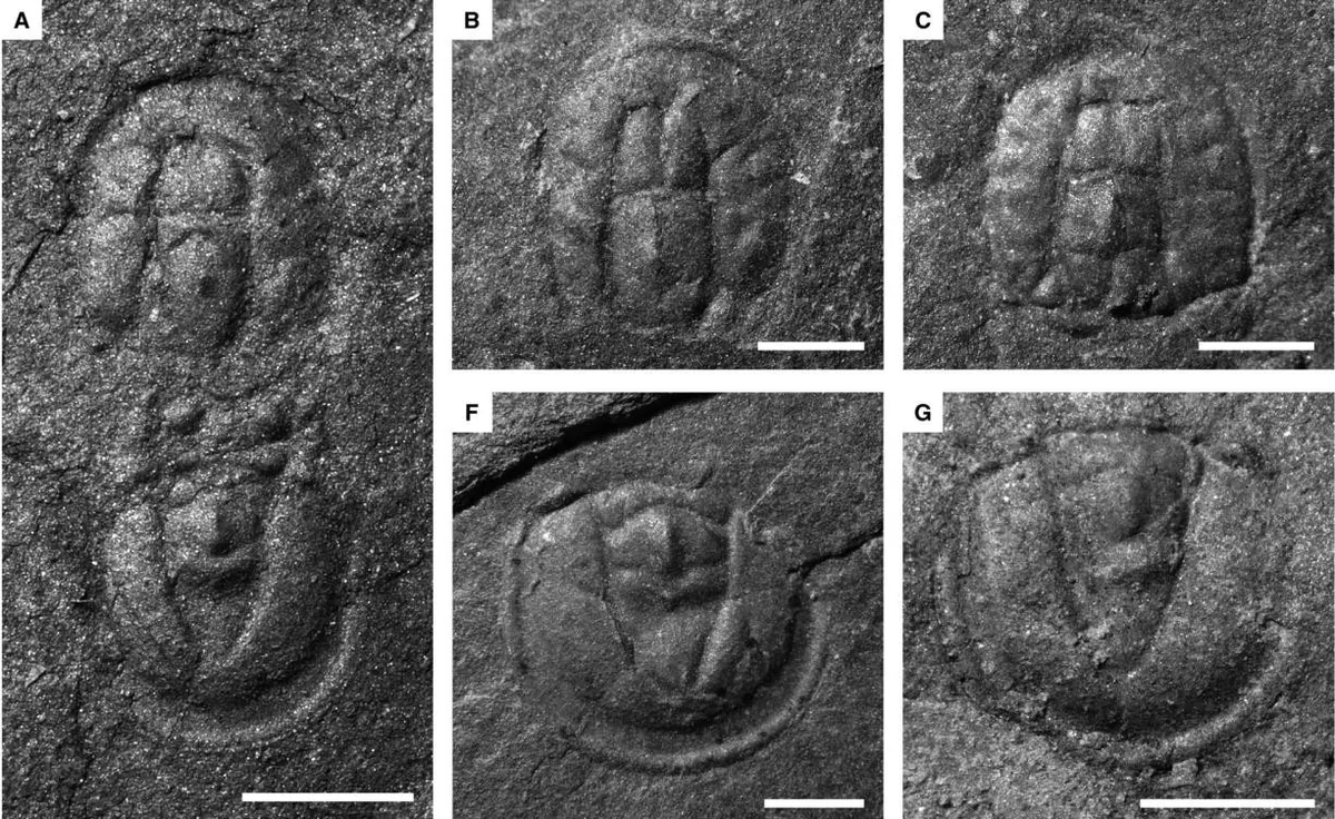Tomagnostus fissus — photo 3