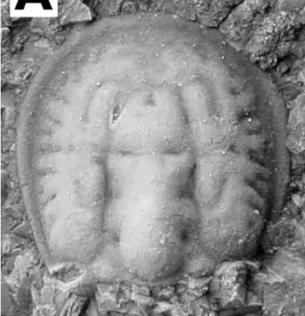 Tomagnostus perrugatus