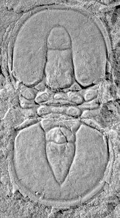 Tomagnostus sibiricus