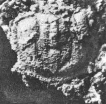 Triadaspis bigeneris