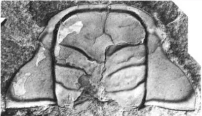 Triarthrus eatoni
