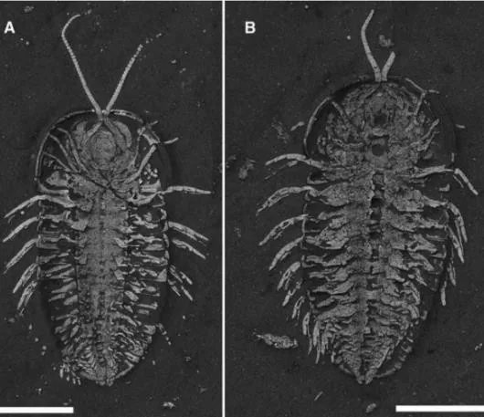 Triarthrus eatoni — photo 3
