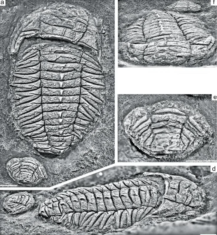 Triarthrus novoaustralis