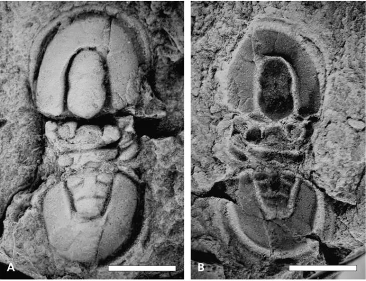 Trinodus tardus