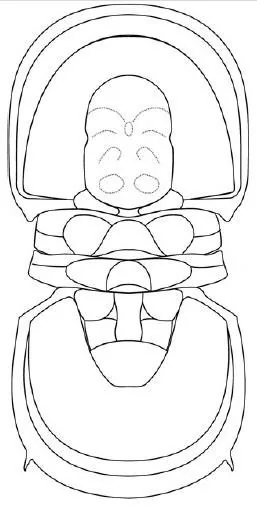 Trinodus tardus — photo 2