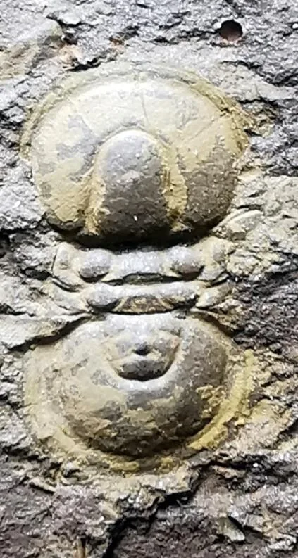 Trinodus tardus — photo 4