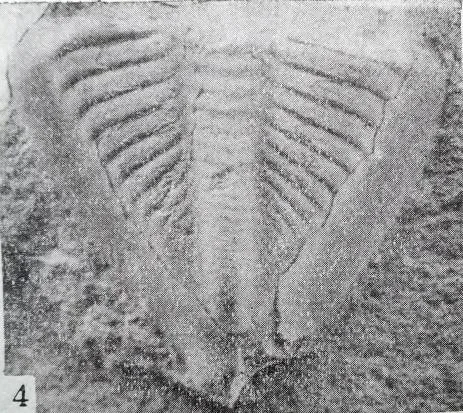 Tsaidamaspis diarmatus