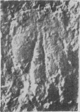 Tsunyidiscus acutus