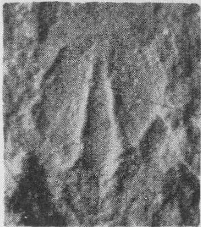 Tsunyidiscus acutus — photo 2