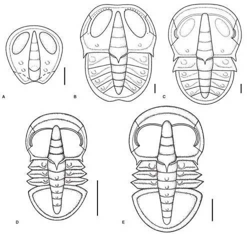 Tsunyidiscus acutus — photo 3