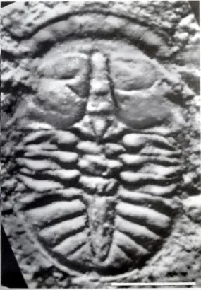 Tsunyidiscus niutitangensis