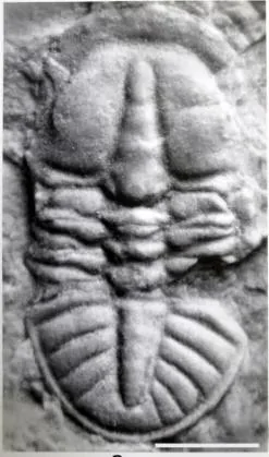 Tsunyidiscus niutitangensis — photo 2