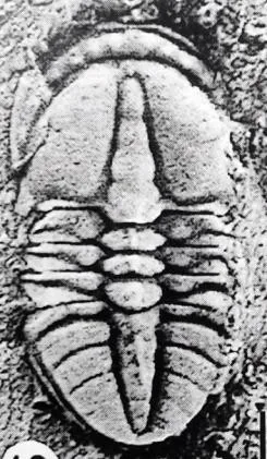 Tsunyidiscus niutitangensis — photo 3