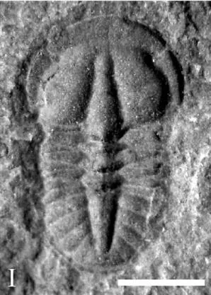 Tsunyidiscus niutitangensis — photo 4