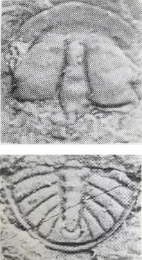 Tsunyidiscus yanjiazhaiensis