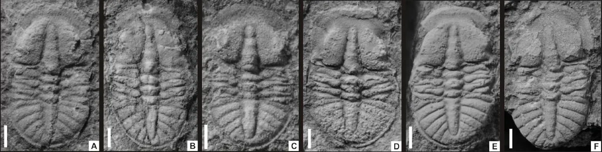 Tsunyidiscus yanjiazhaiensis — photo 3