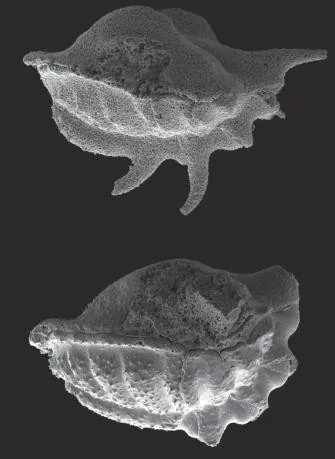 Tsunyidiscus yanjiazhaiensis — photo 4