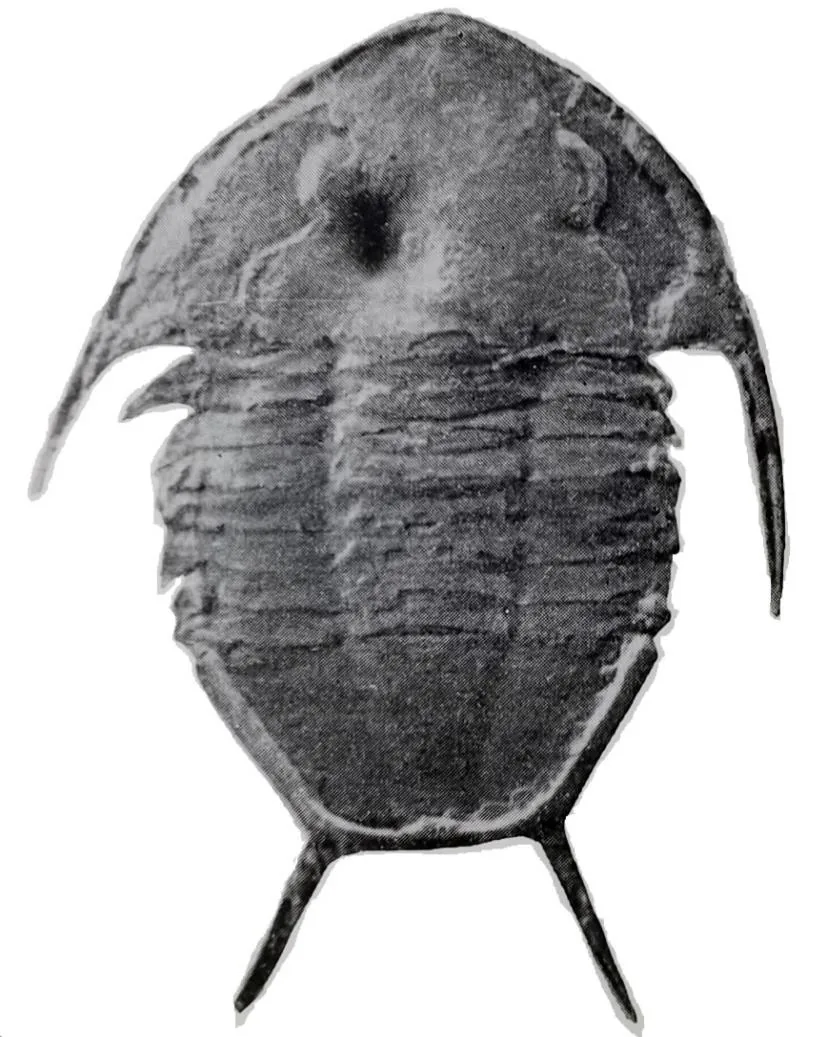Tungtzuella szechuanensis — photo 2