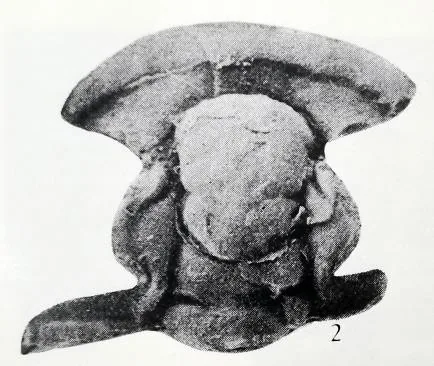 Ushbaspis constrictus