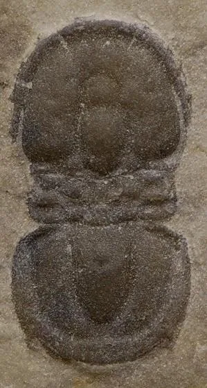 Utagnostus songae — photo 3
