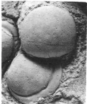 Valenagnostus imitans