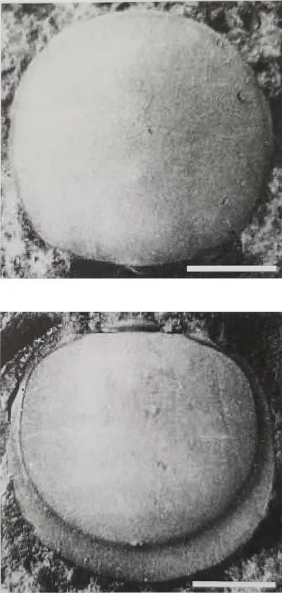 Valenagnostus imitans — photo 3