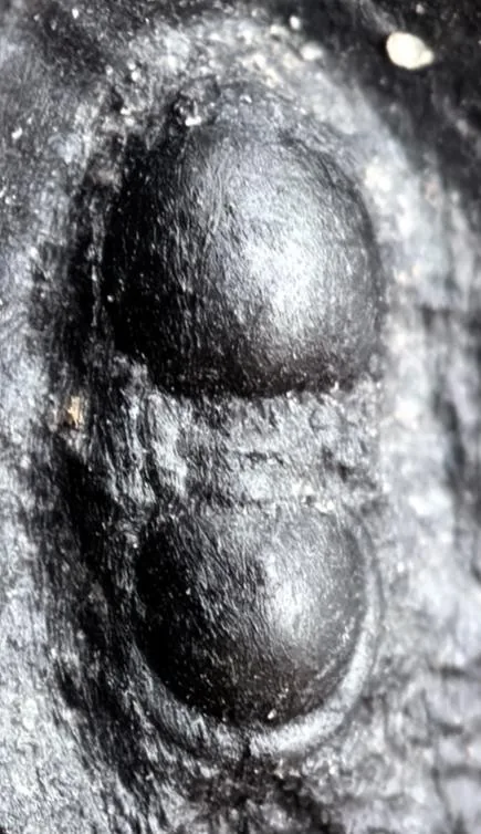 Valenagnostus imitans — photo 4