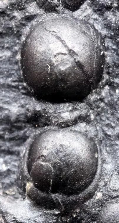 Valenagnostus imitans — photo 5