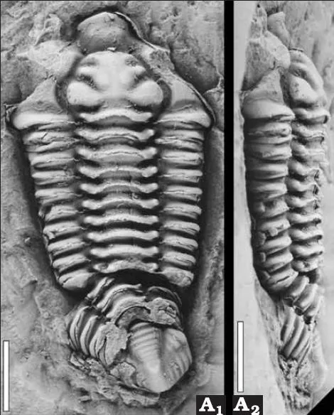 Vietnamia yushanensis