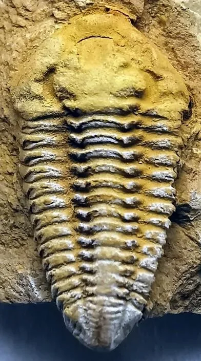 Vietnamia yushanensis — photo 3
