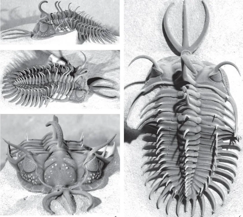 Walliserops hammii
