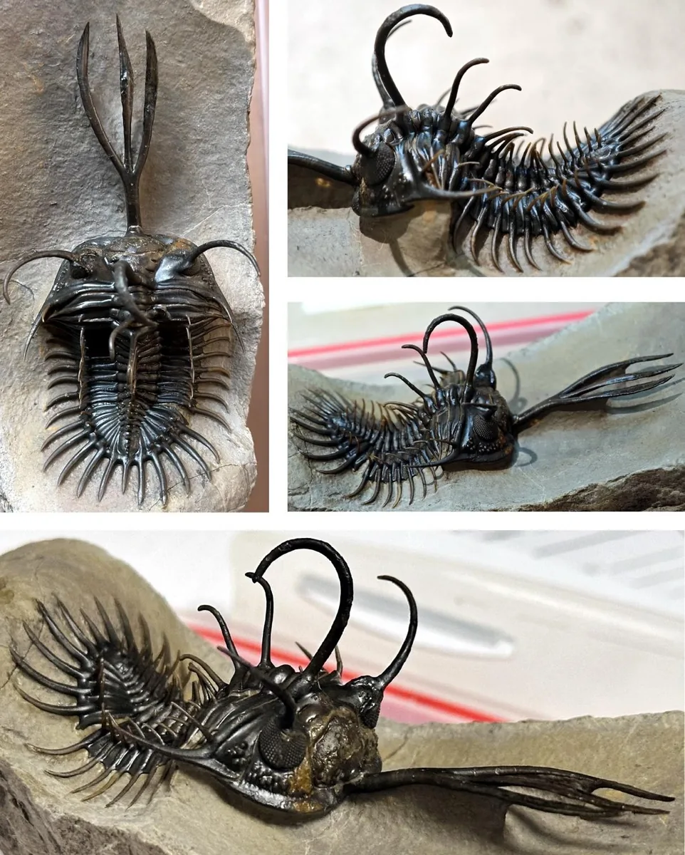 Walliserops sp.
